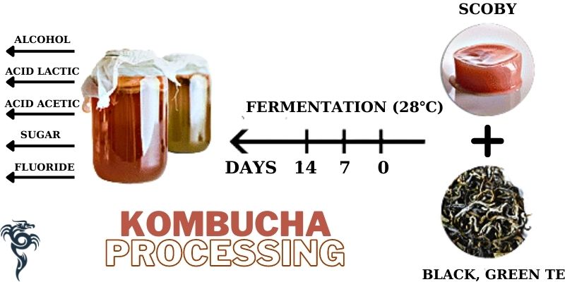 Kombucha processing