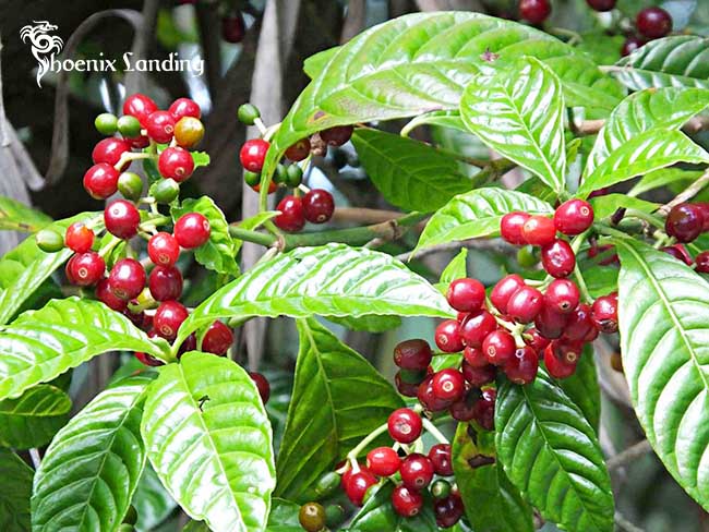 Cultivation of Arabica Coffee 