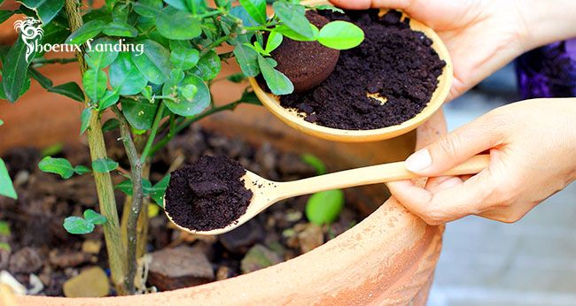Best Ways to Use Coffee Grounds