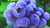 What Colors Are Blueberries